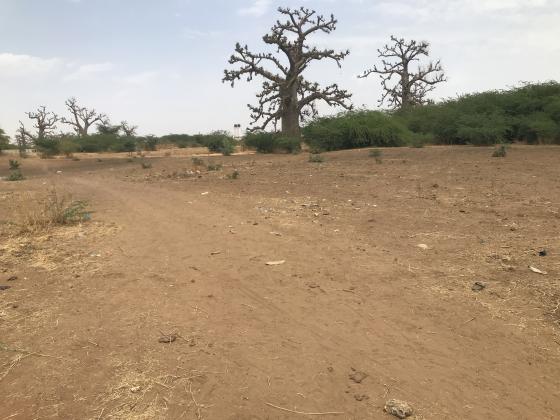 L'Opportunité d'Exception : 4,6 Hectares (10 111m²) à Nguékokh