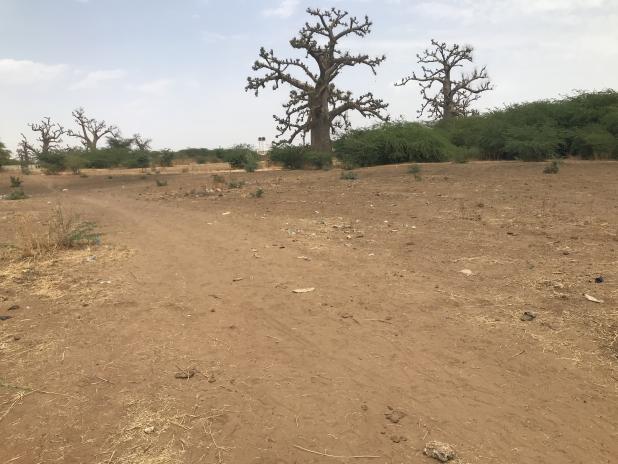 L'Opportunité d'Exception : 4,6 Hectares (10 111m²) à Nguékokh